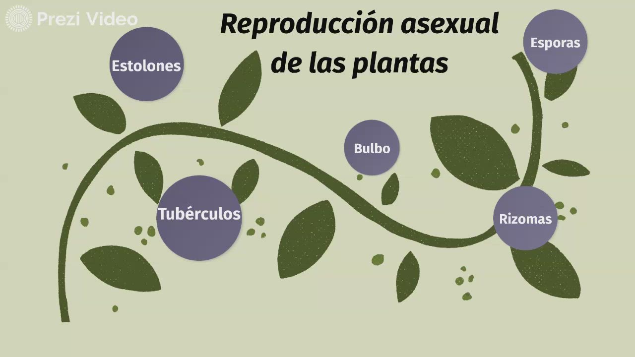 Reproducción asexual de las plantas
