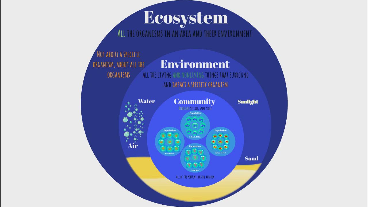 Ecosystem Vocabulary Diagram Explained by Shannon Leimbach on Prezi Video