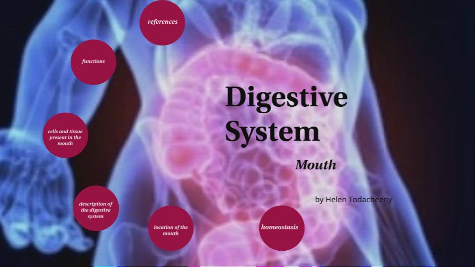 Digestive System by Helen Todacheeny on Prezi Video