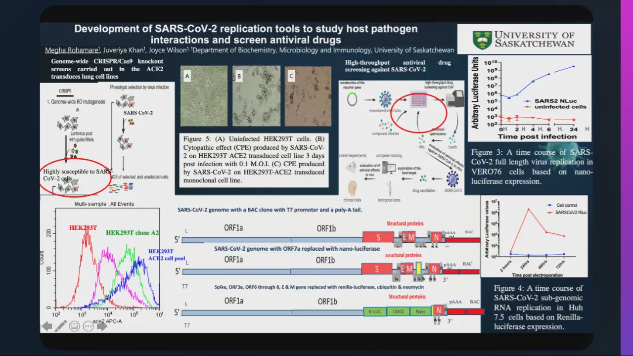 Development of SARS-CoV-2 replication tools to study host pathogen ...