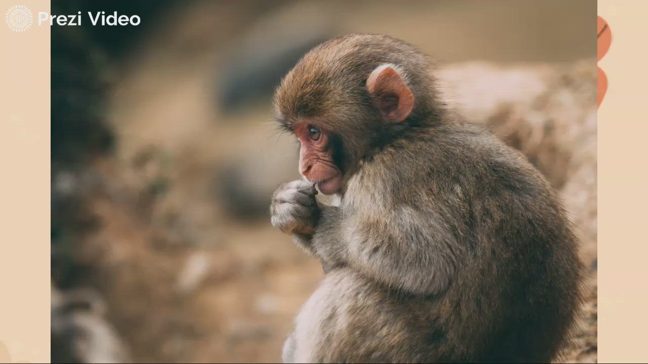 The Pros and Cons of Keeping Wild Animals as Pets by Margaret Heinitz ...