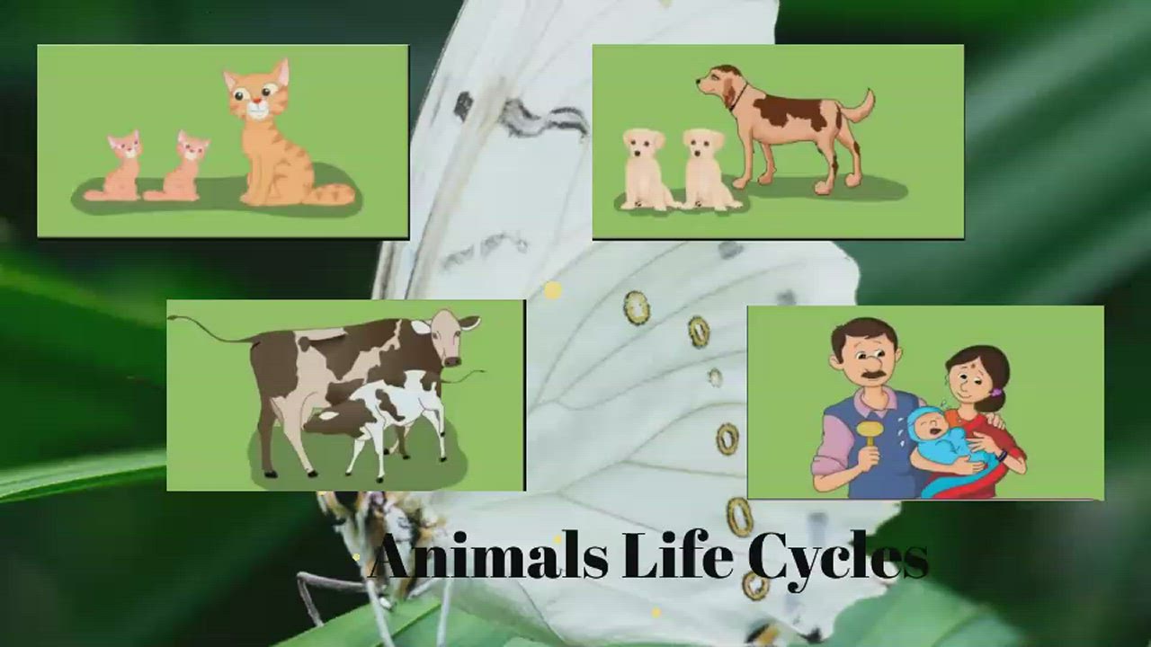 Grade 2 Science /Butterfly's Life Cycle by Khresto MAS on Prezi Video
