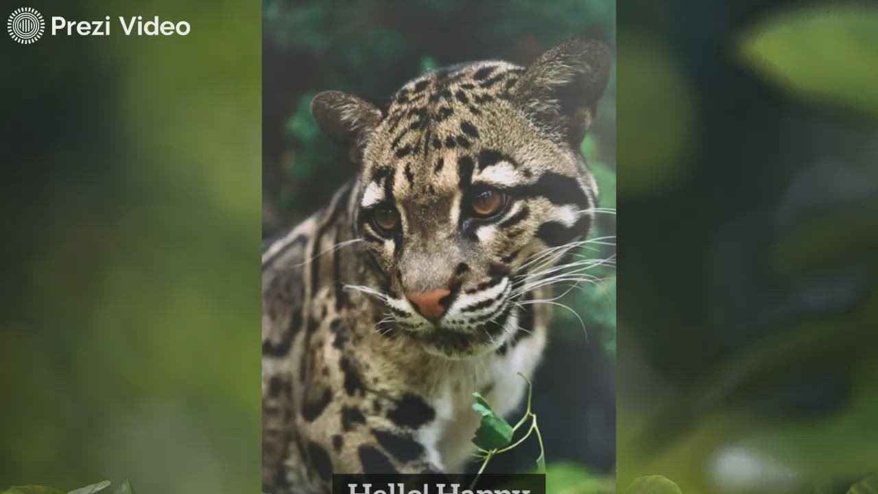 Happy International Clouded Leopard Day! by Sophie Hearn on Prezi Video