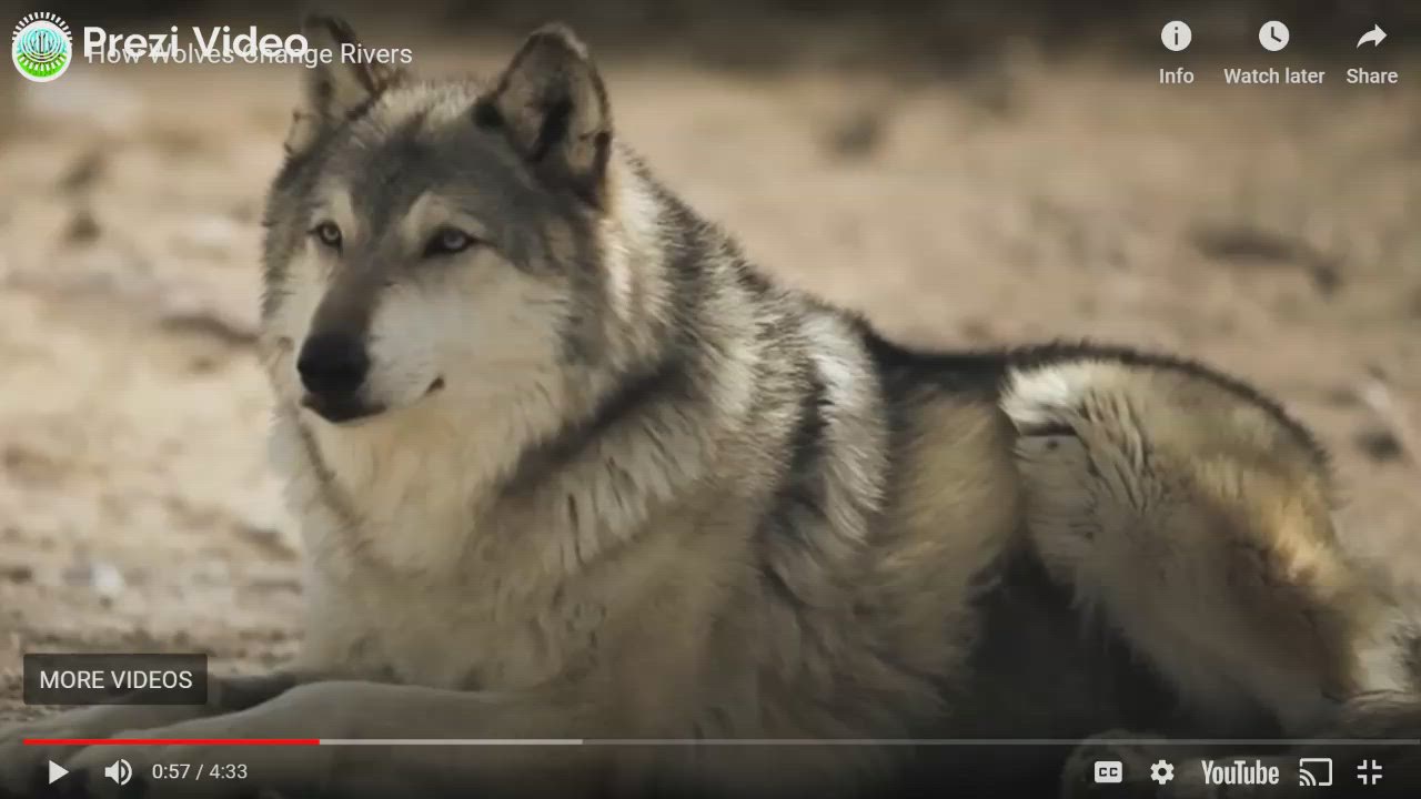 How Wolves Changed the Ecosystem by Jordan Heslin on Prezi Video
