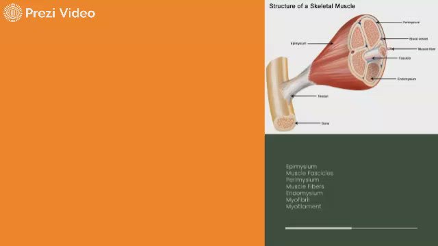 Is Loading Play Video Play Mute Current Time 0 00 Duration 0 00 1x Playback Rate 2x 1 7x 1 5x 1 2x 1x Selected Resolution Fullscreen Loaded 0 This Is A Modal Window No Compatible Source Was Found For This Media Poster Image Epimysium